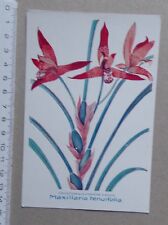 Carte orchidee maxillaria d'occasion  Grancey-le-Château-Neuvelle