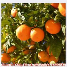 Moro blood orange for sale  Vero Beach