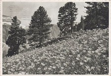 Ortisei la flora usato  Roma
