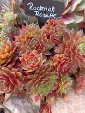 Kindel sempervivum rocknoll gebraucht kaufen  Bebra