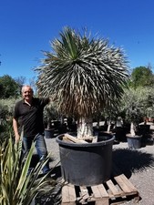 9.5 10ft yucca for sale  CLITHEROE