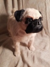 Lifelike pug dog for sale  Oshkosh