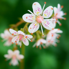 London pride flowering for sale  BARGOED