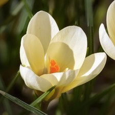 Crocus cream beauty for sale  SALISBURY