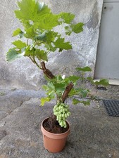 Vite uva bonsai usato  Giarre