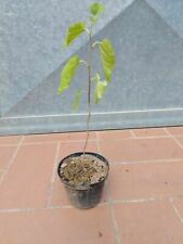 Pianta gelso nero usato  Buti