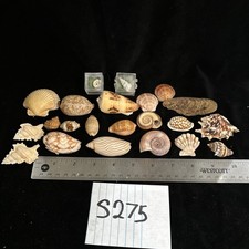 seashell collection for sale  Warner Robins