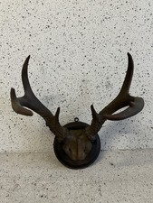 Trophäe hirschgeweih holzplak gebraucht kaufen  Heinsberg