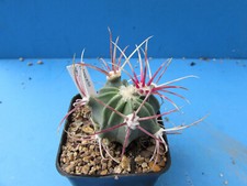 Echinocactus parryi 4.9cm for sale  BIRMINGHAM