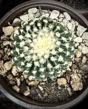 Discocactus horstii big usato  Cinquefrondi