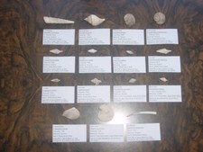 Labelled different bartonian for sale  RINGWOOD