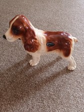 Spaniel brown cream for sale  KIDDERMINSTER