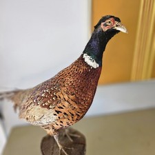 Vintage taxidermy ring for sale  Seaford