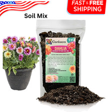 Gardenera premium dahlia for sale  Lodi