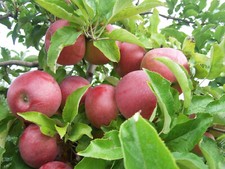 Graines pommier pink d'occasion  Neuilly-sur-Marne