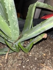 Aloe vera plants for sale  McKeesport