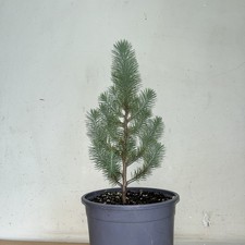 Stone pine pinus for sale  GRAYS
