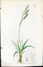 Estampa antiga Carex Recurva plantas britânicas botânica 1847 Sowerby Smith cor 19º comprar usado  Enviando para Brazil