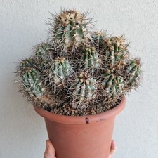 Copiapoa pseudocoquimbana kk13 usato  Modena