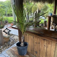 Spindle palm seedling for sale  Merritt Island