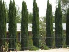 Cupressus sempervirens Stricta Cypress męski śródziemnomorski - 150 ementów na sprzedaż  Wysyłka do Poland