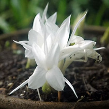 Kaempferia rotunda himalayan for sale  HELSTON