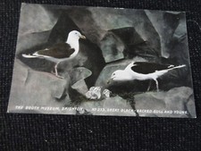 Booth museum british for sale  ANSTRUTHER