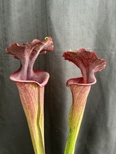 pitcher plant for sale pitcher plant for sale Chesapeake