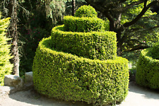 American boxwood common for sale  Canton