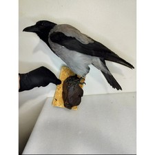 Fhbird524 hooded crow for sale  Hill City