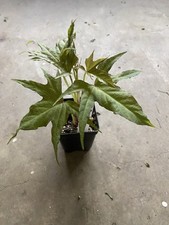 Sakura purple sweet for sale  Bossier City
