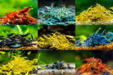 8+2 Adult Neocaridina Candy Skittle Live Shrimp Mixed Colors Aquarium for sale  Katy