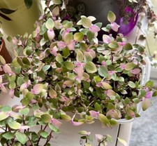 Tradescantia rooted callisia for sale Tradescantia rooted callisia for sale  DARWEN