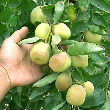 T562a shanxi jujube for sale  Bakersfield