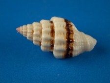 Vexillum unifasciatum great for sale  Kapolei