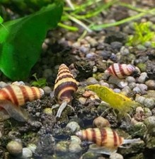 Baby assassin snails for sale  Orange