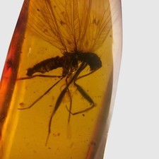 Mantisfly burmese burmite for sale  GILLINGHAM