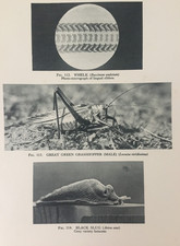 Antique 1931 insect for sale  TORRINGTON