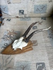 Vintage roe deer for sale  LINCOLN