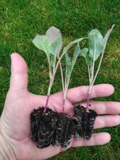 Pointed cabbage caraflex for sale  LYMINGTON