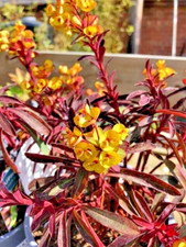 Euphorbia miner merlot for sale  PRESTON