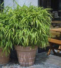 Schirmbambus pingwu 80cm gebraucht kaufen  Bad Zwischenahn