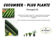 cucumber plants for sale cucumber plants for sale WHITCHURCH