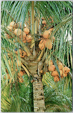 Fairchild tropical garden for sale  Belleville