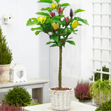 Magnolia tree plant for sale  UK