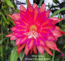 Epiphyllum sassy unrooted for sale  San Diego