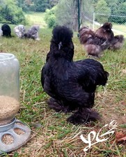 Fertile hatching eggs for sale  Bristol