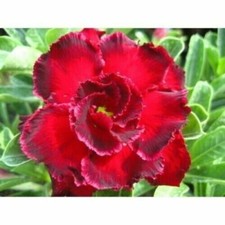 Graines adenium obesum d'occasion  Expédié en France