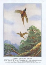 Pheasant coming guns for sale  GLASGOW