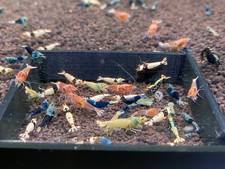 Mixed caridina shrimp for sale  Luthersville